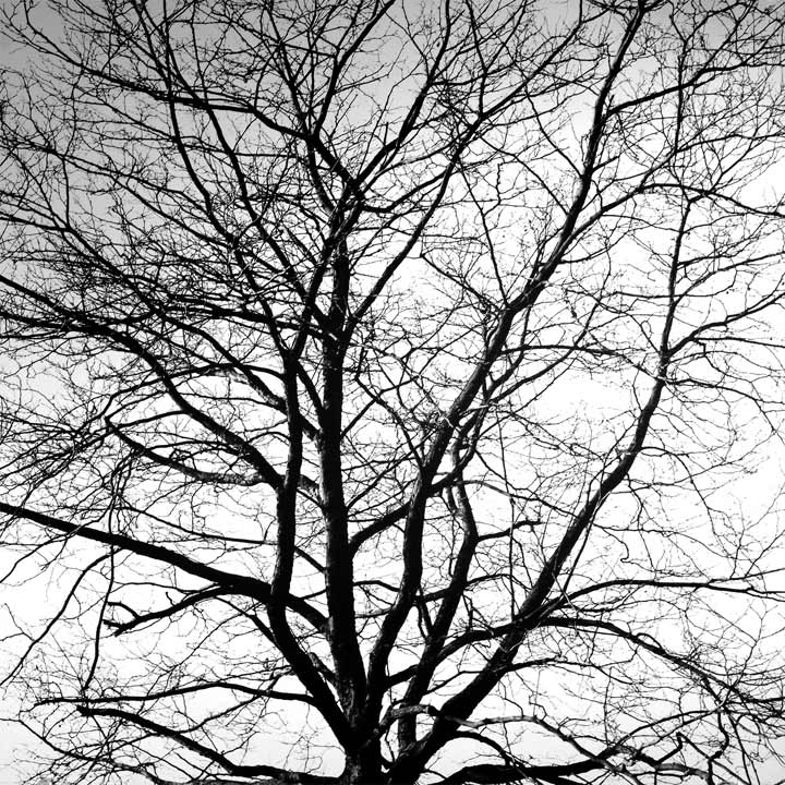 Fragments(Tree top) - 2006, black/photography - 20