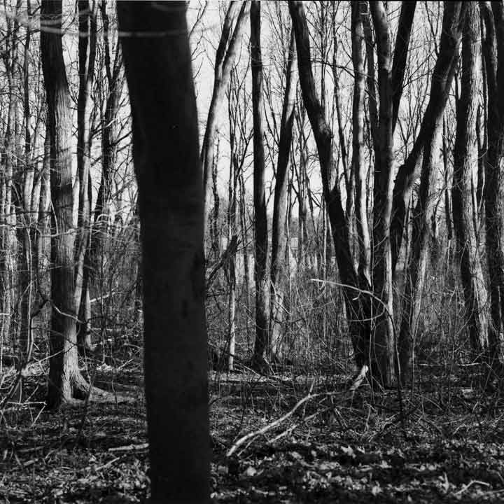 Fragments(Trees) - 2006, black/ white photography - 20